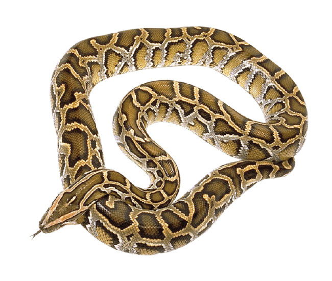 Burmese Python Woodbridge Aquarium Wildlife Center