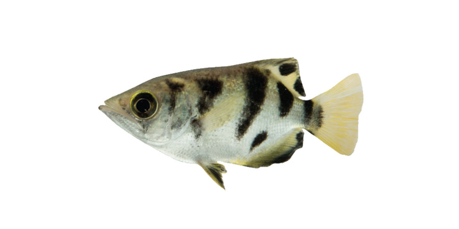Animals | Woodbridge Aquarium & Wildlife Center